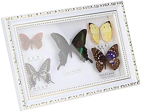 Numune Kelebekler Numune Doğum Günü Hediyesi Güzel güzel hediye sevgililer Günü Noel için gerçekçi ve canlı (Beyaz kutu)